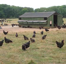 Laying hens ranging
