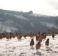 Laying hens in the snow