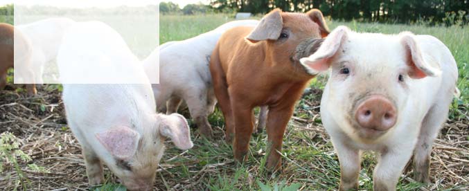 AssureWel - Improving farm animal welfare through welfare outome assessment