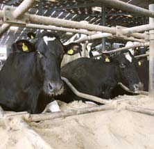 Cows lying in cubicles