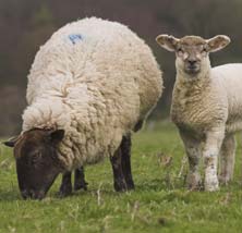 Sheep in field